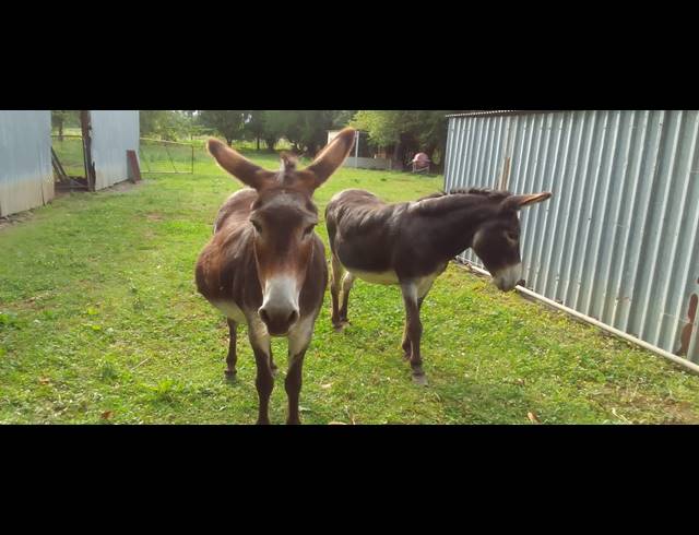 8HA FARM FOR SALE IN WEENEN